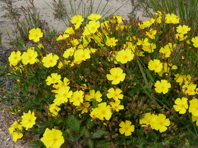 Halimium alyssoides photo
